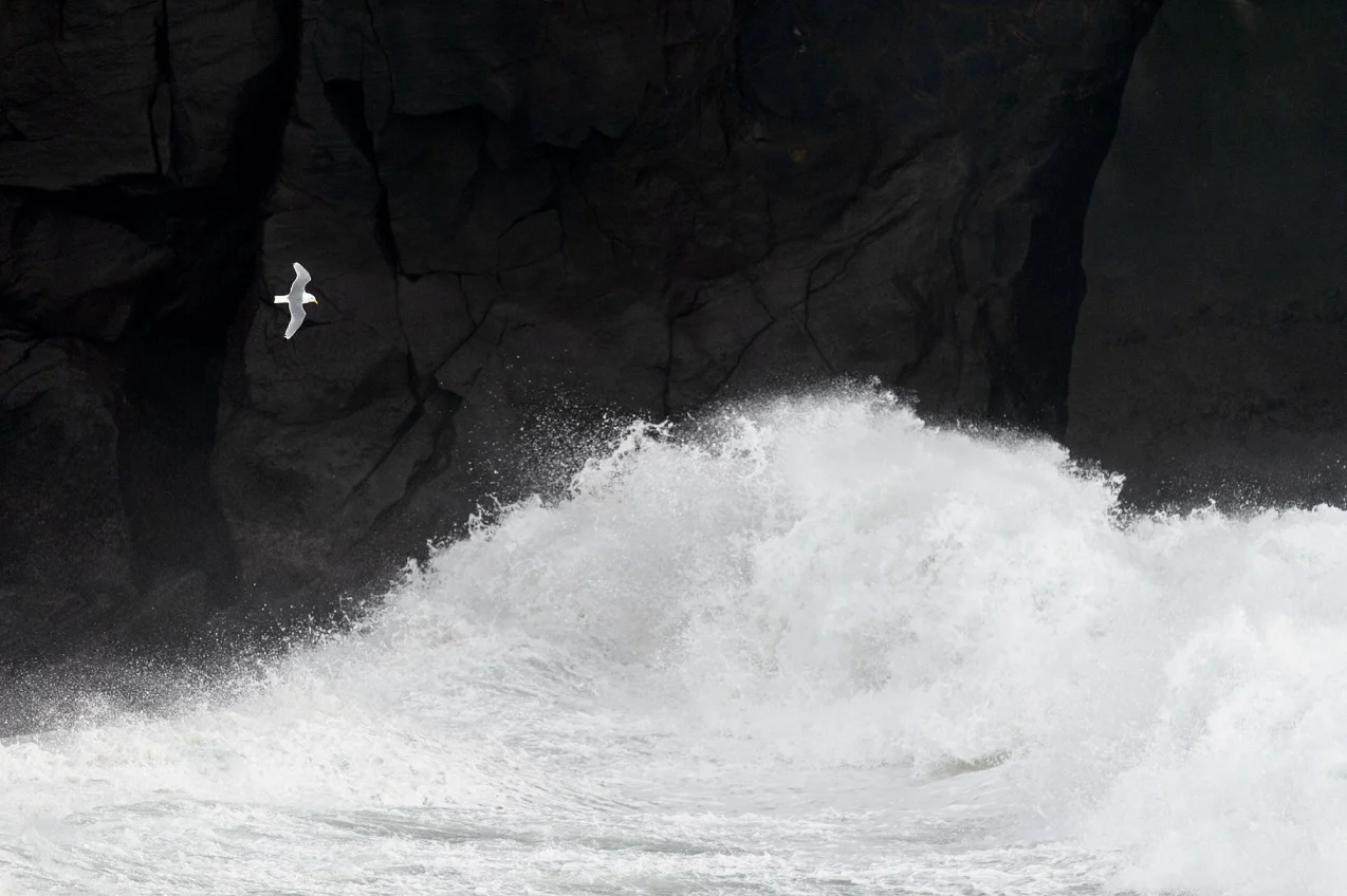 A seagull flying over crashing waves. A seagull flying over crashing waves.
