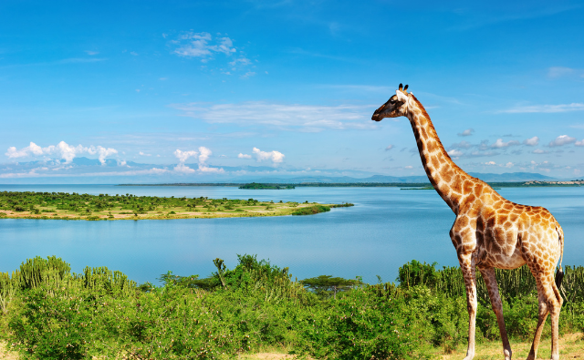 Uganda - Online University