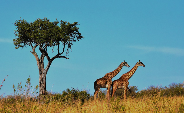 Tanzania - Online Degree