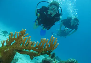 Bahia Diving