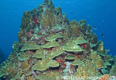 CC Santu Pretu, Mushroom Forest and The Cave