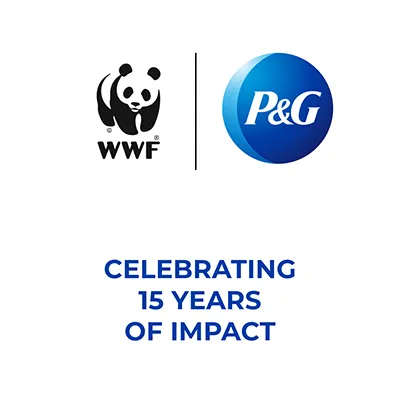 An illustration of a panda bear, with WWF in black text. A round blue P&G logo. Blue text says "Celebrating 15 years of impact."