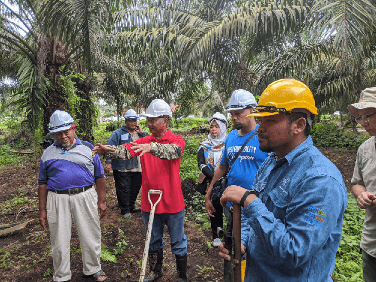 Palm plantation