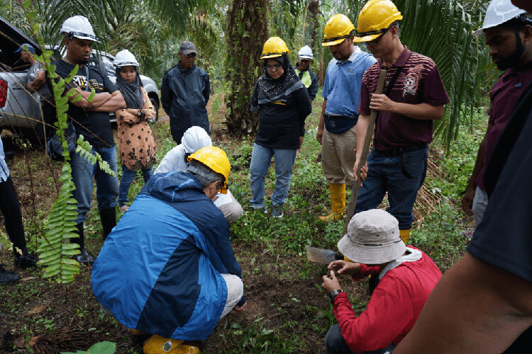 Palm plantation