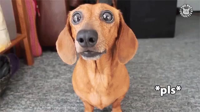 cute begging dog meme
