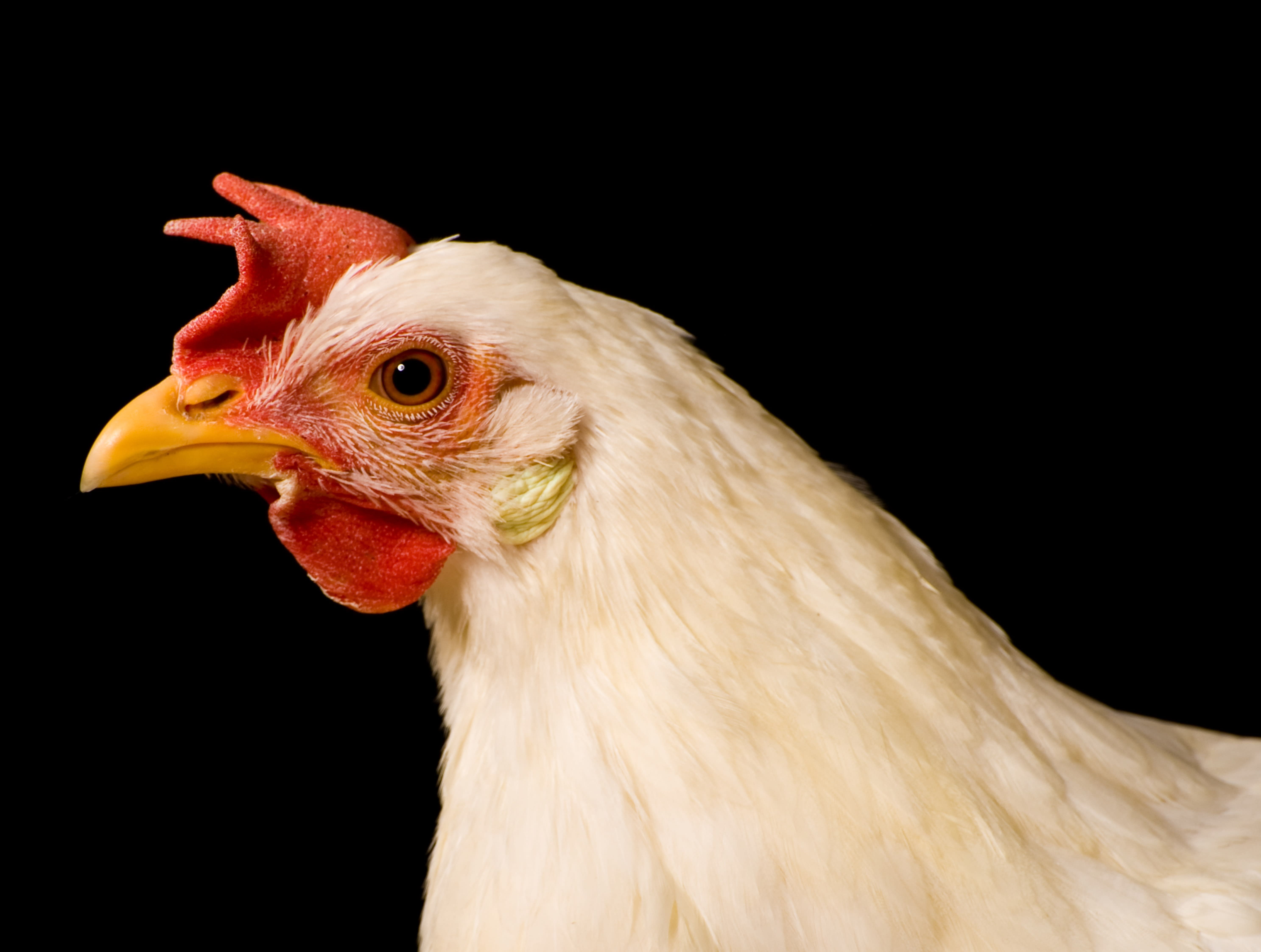 Broiler chicken centre framed on a black background.