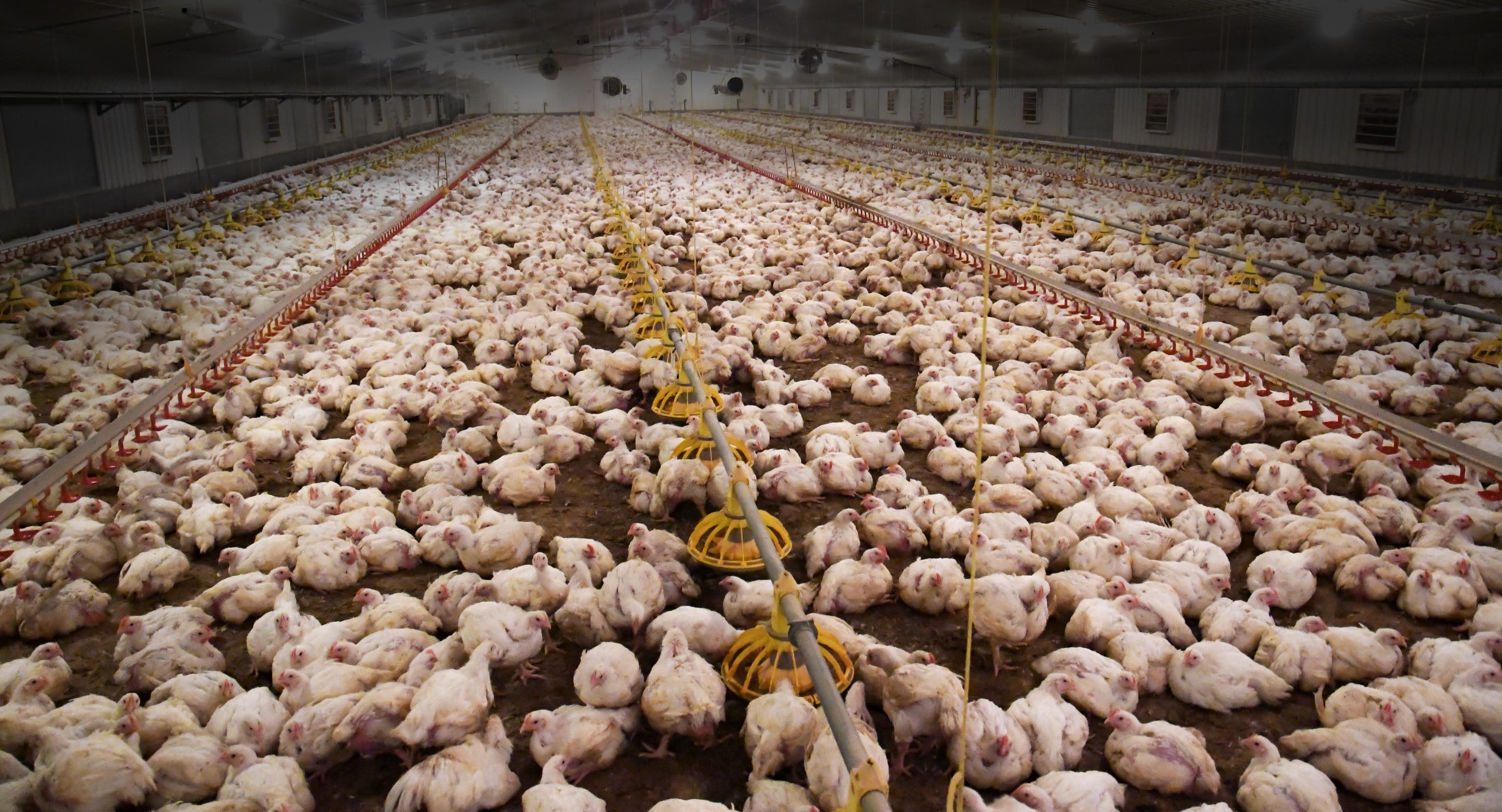 meat-chickens