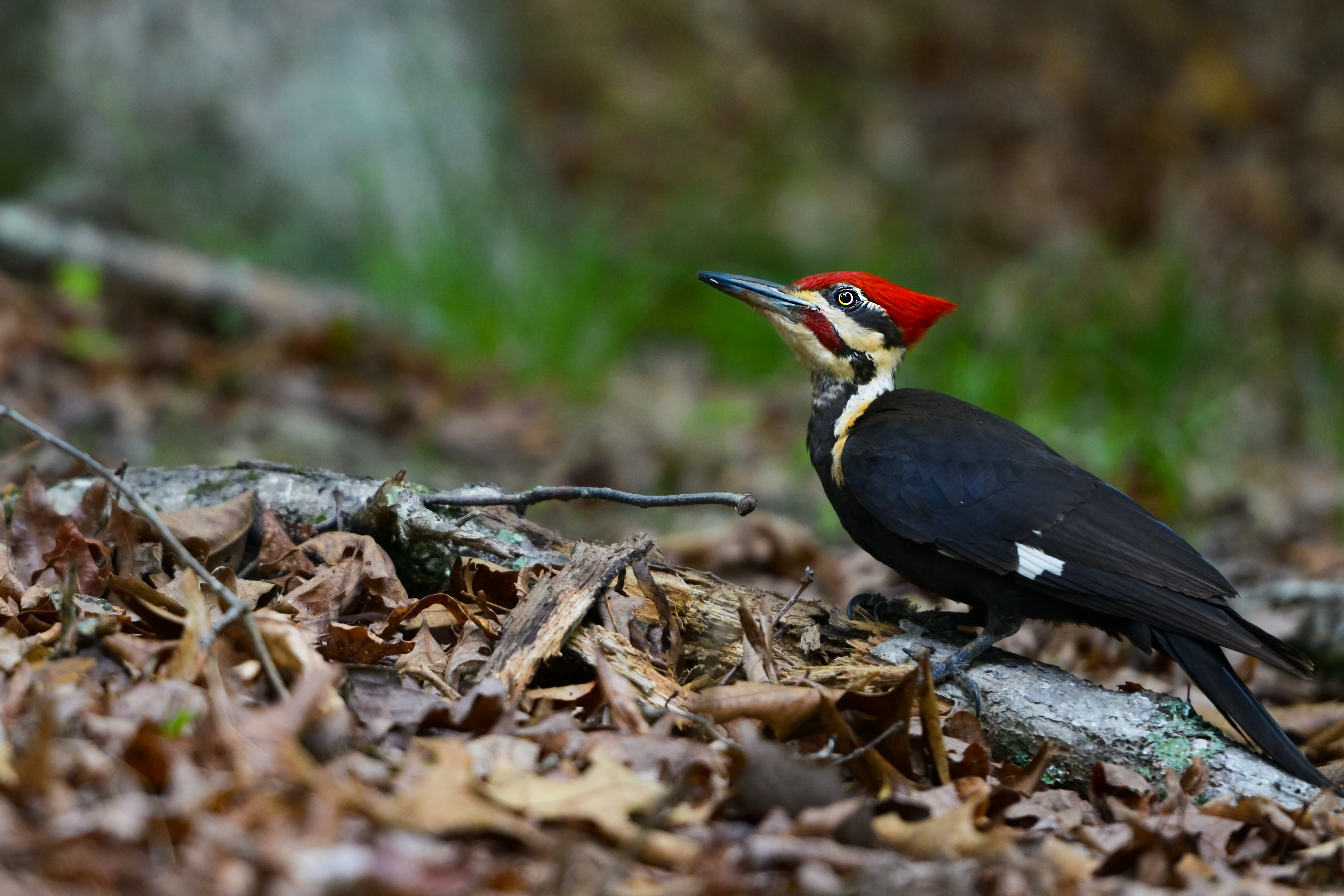 Pileated Woodpecker with black, white, and red feathers on a forest floor strewn with brown leaves