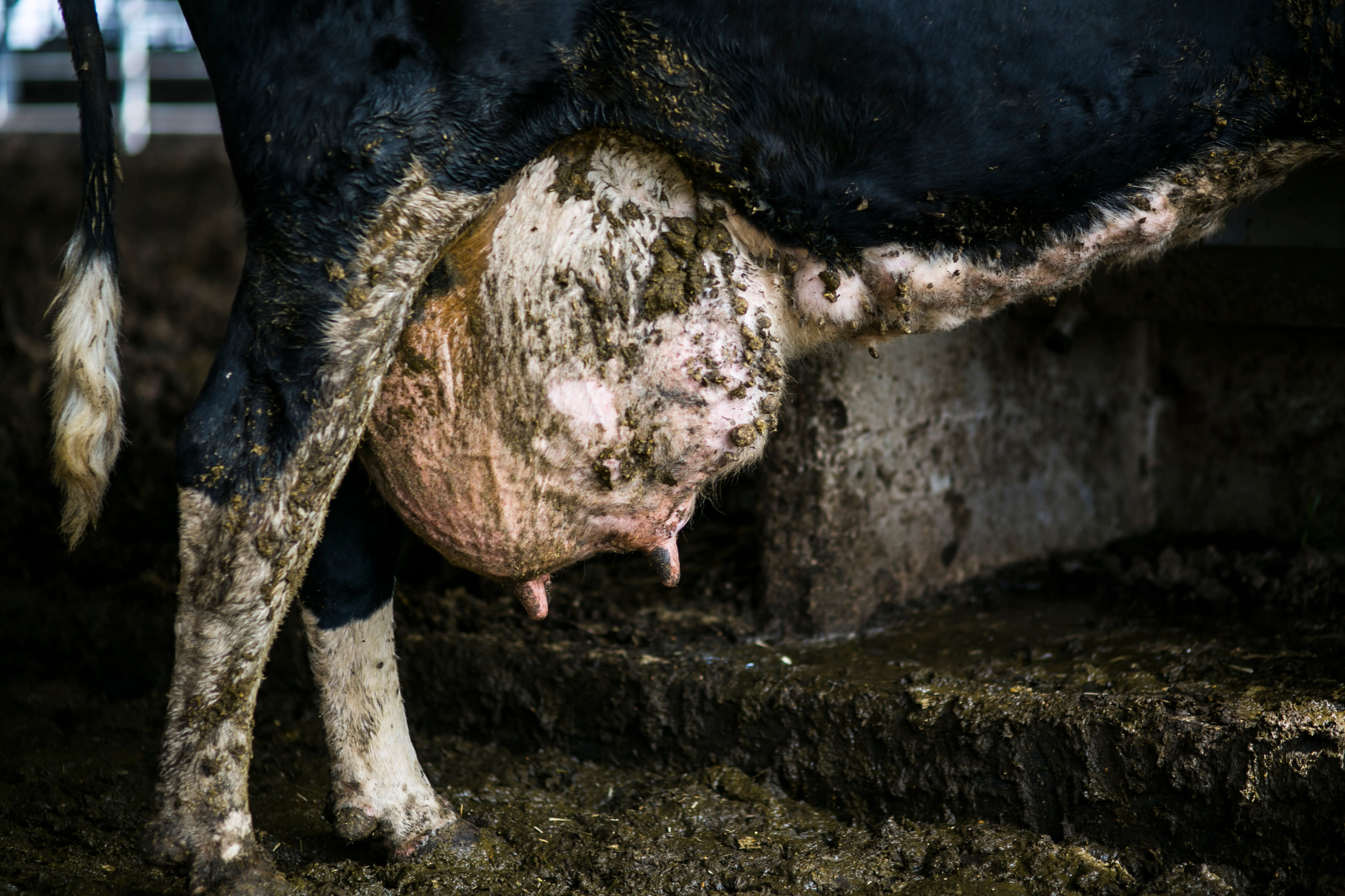A close-up shot of a cow's legs and udder, covered in dirt from the filthy conditions she's standing in.