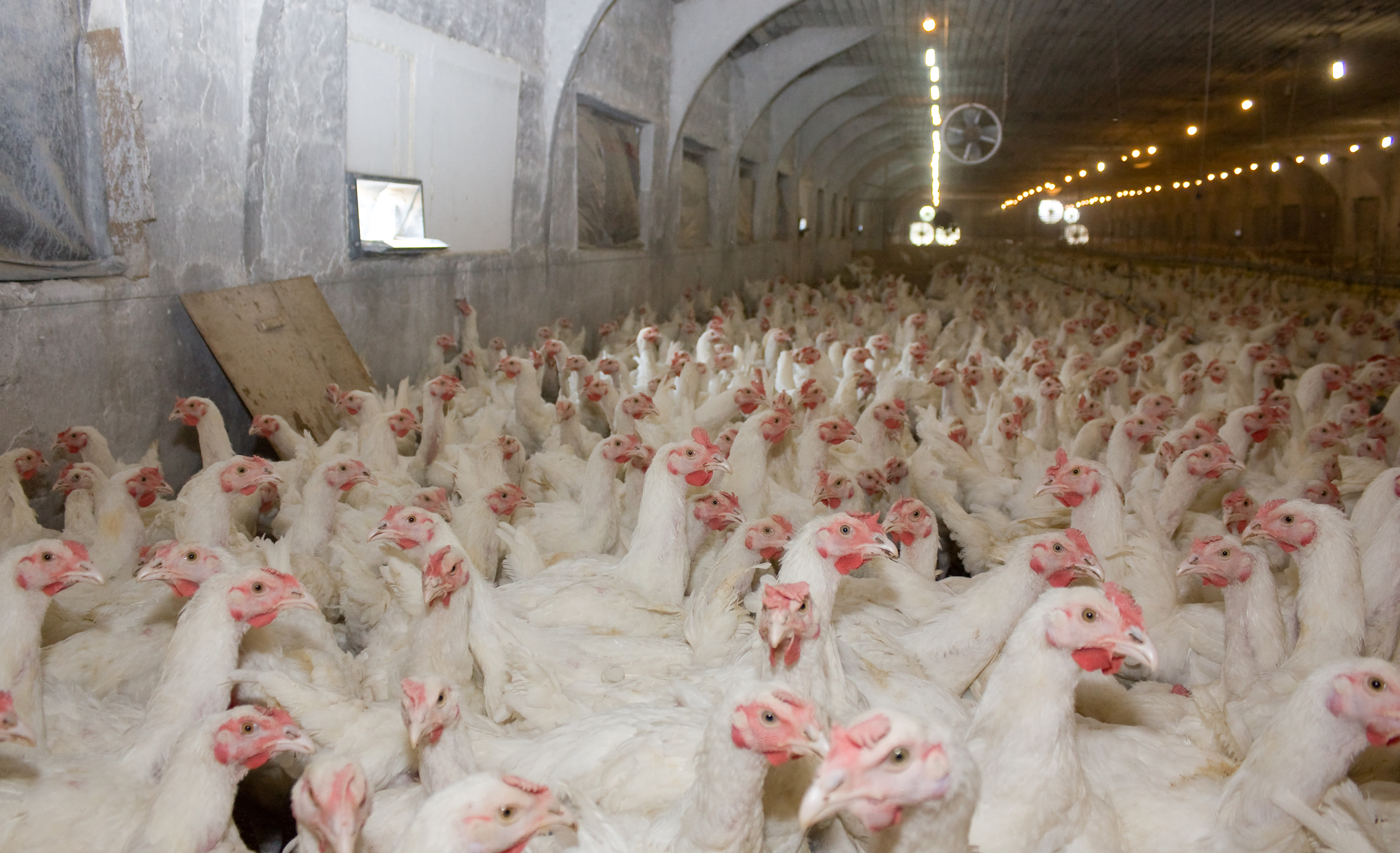 Broiler chickens packed tightly into a typical factory farm facility.