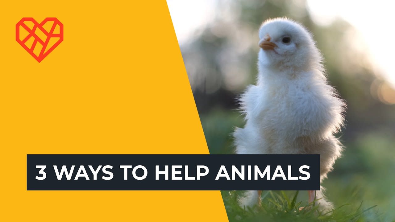Chick stands on grass with words: three ways to help animals