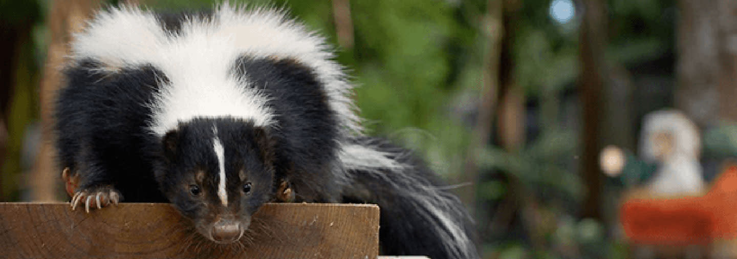 A skunk in the outdoors