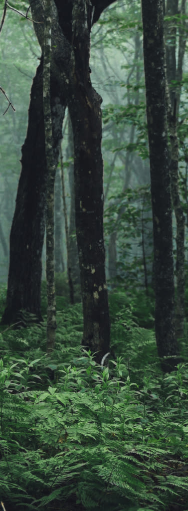 A green forest