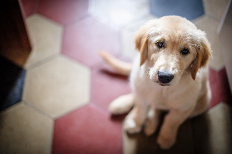 apprendre au chiot a rester seul