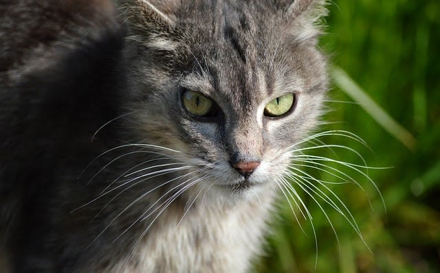 chat qui fait beaucoup pipi