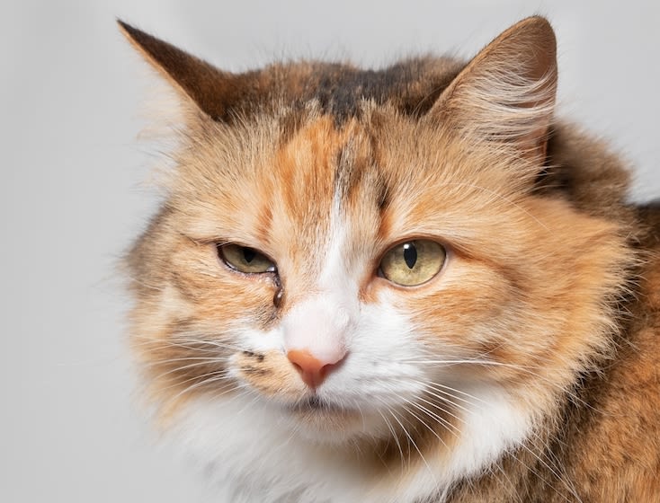 Nahaufnahme einer entspannten Hauskatze am Fenster