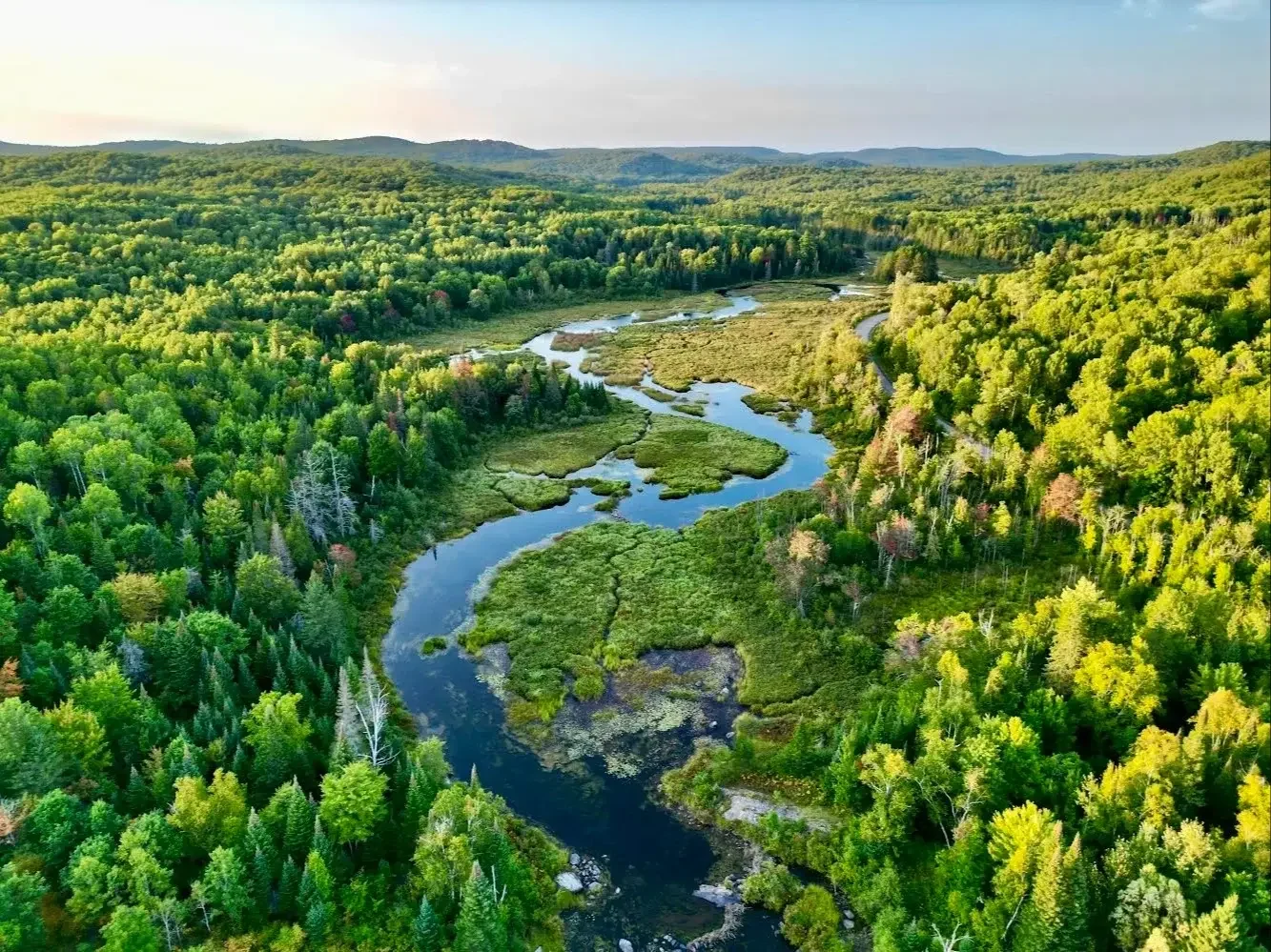 Top-down view of a river winding through a forest.