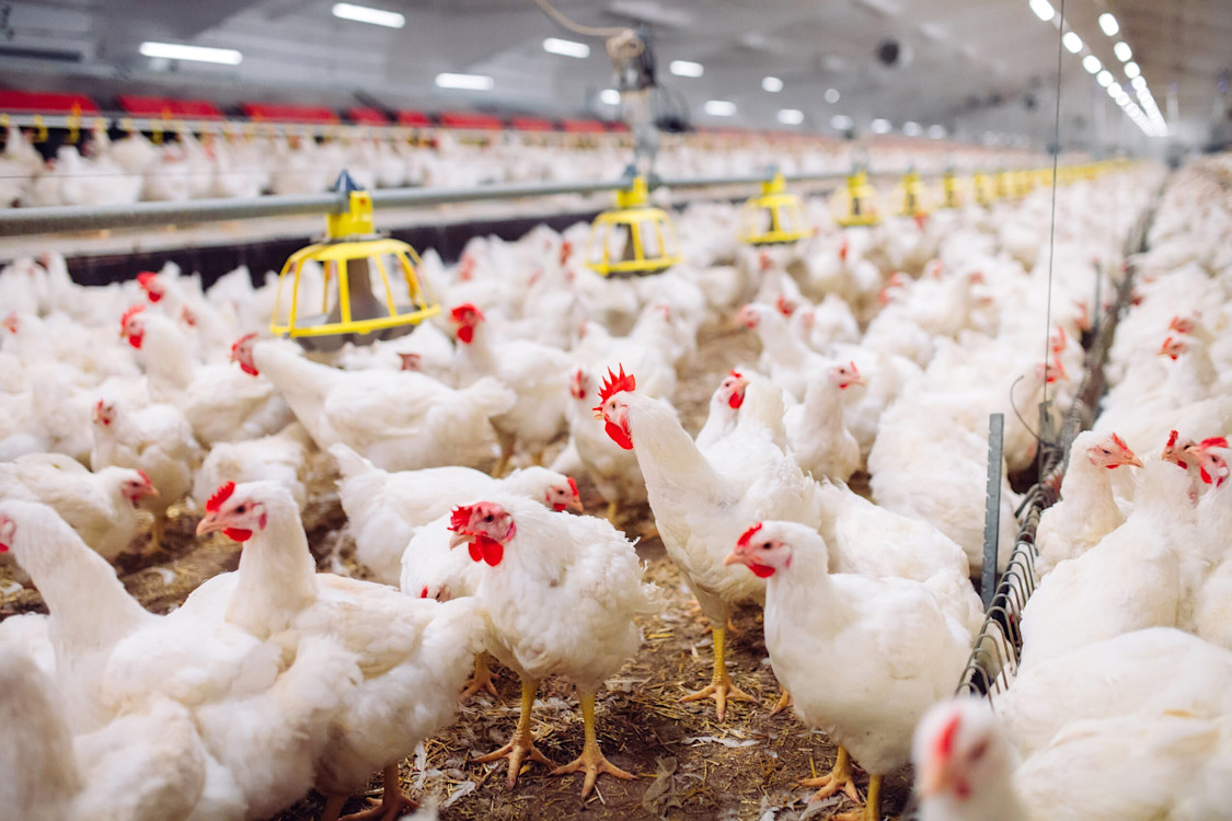 Chickens Feeding
