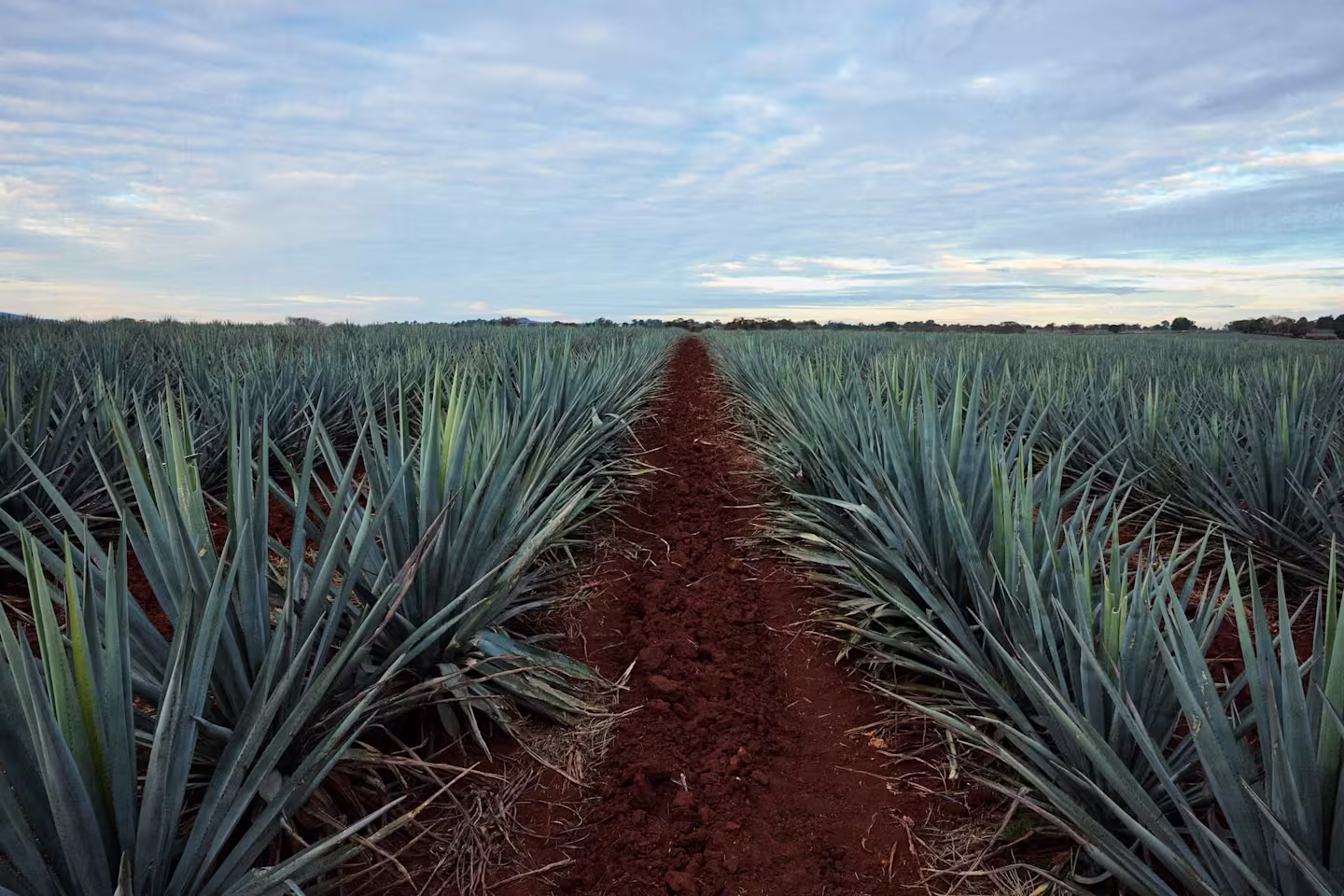 Menu Item Image - The Plant
