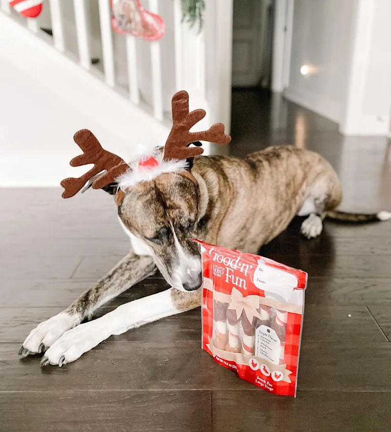 Creator Katherine Galls dog Calvin wearing reindeer antlers headband next to package of Good 'n' Fun dog chews
