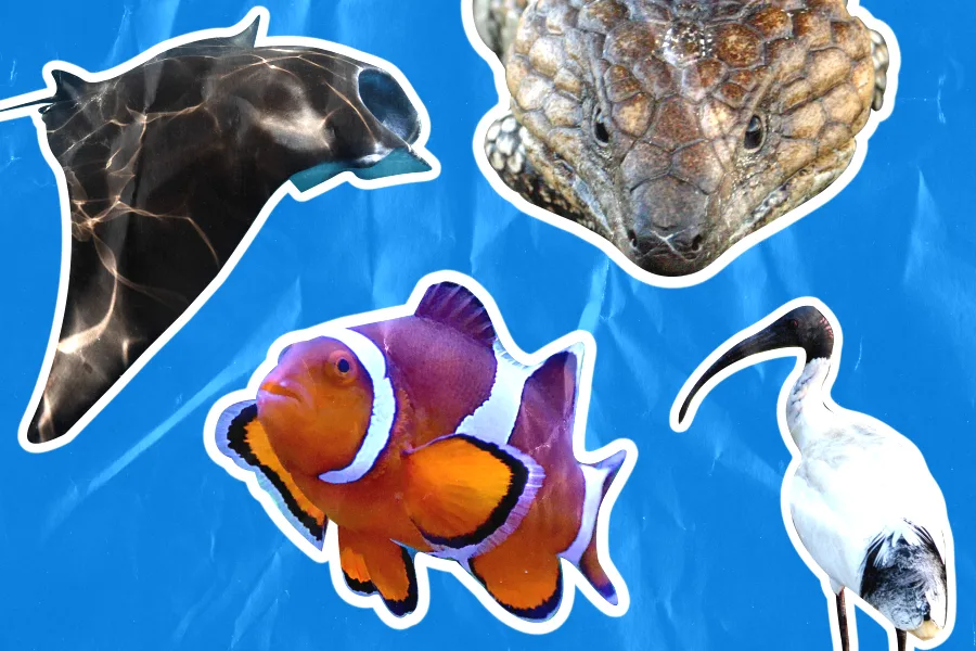 aussie animals site thumbnail