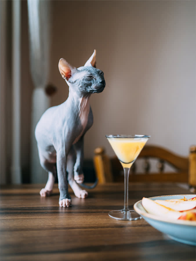 Little cat near a cocktail while sitting on the table.