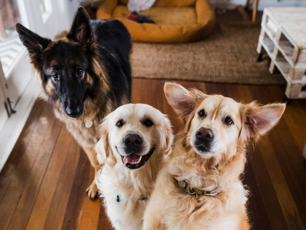 3 dogs posed together in a house