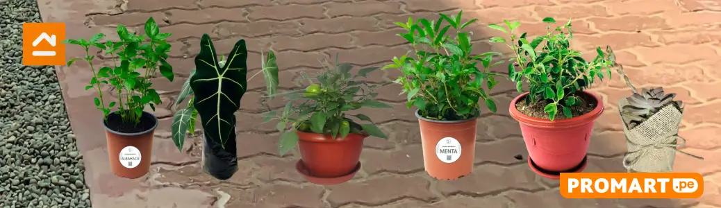 plantas-de-interior