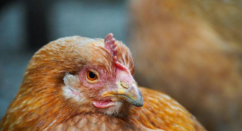 Homepage-Story-Image 2025-4-28-20-16-25 golden hen