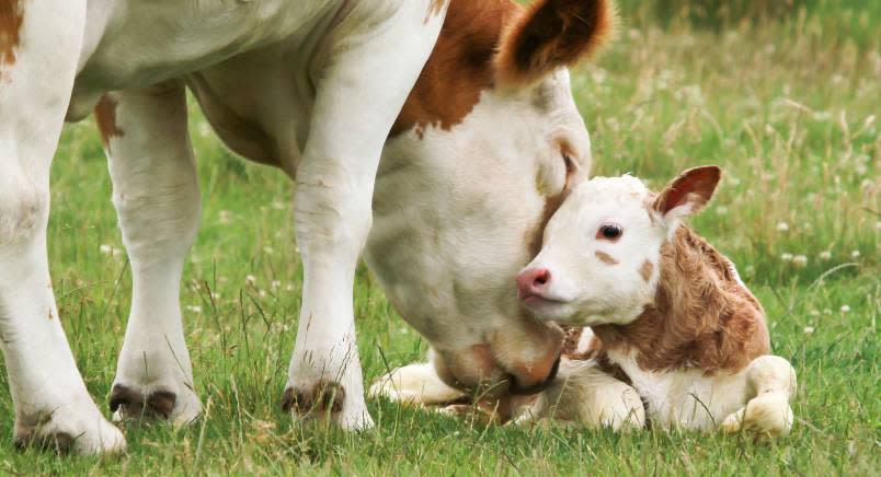 Mother cow nuzzling calf in green field