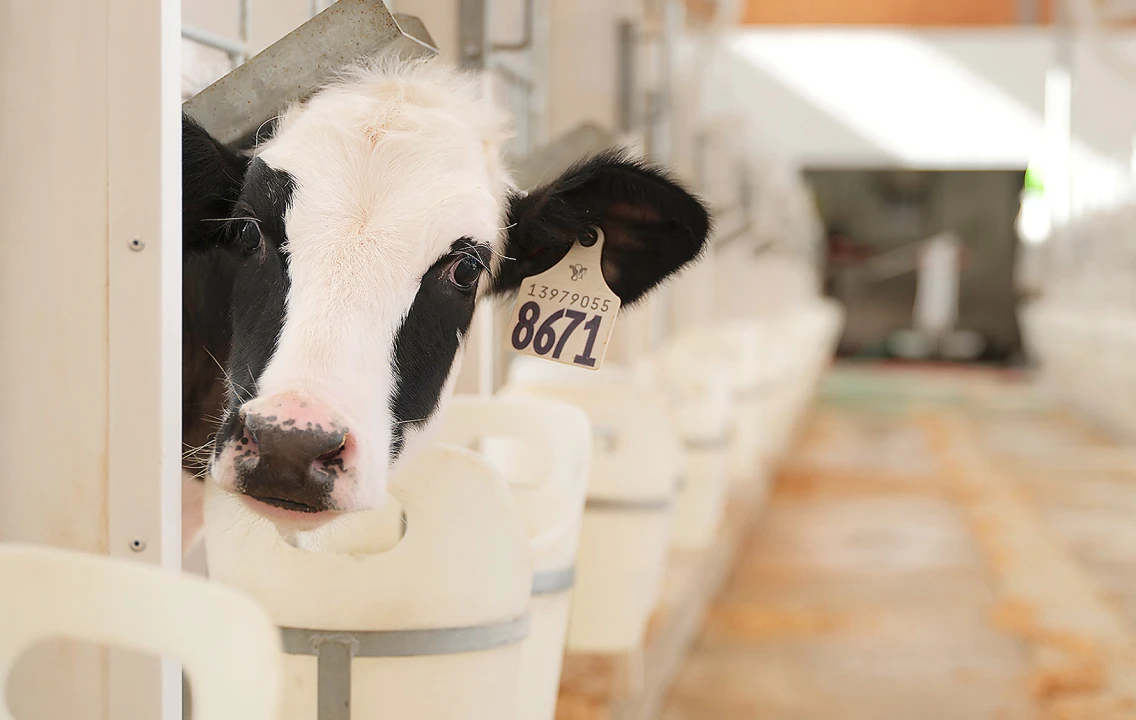 A black and white cow sticking its head out of a stall.
